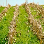 Cover Crops