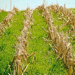 cover crops